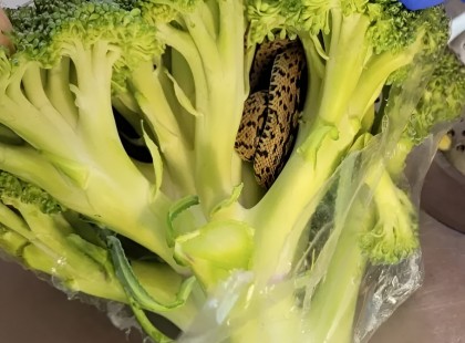 Kígyót talált egy férfi vásárlás után!Rémisztő élmény az Aldi brokkolijában