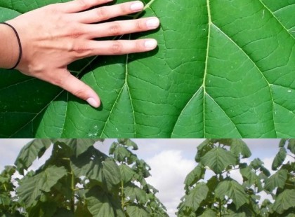 Világszenzáció!A Magyar csodafa mentheti meg a világot a klímakatasztrófától: tisztíja a levegőt és a talajt is!