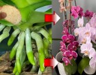 Az orchideámon tízszer több virág van mióta ezzel az egyszerű trükkel kezelem! Leesett az állam már néhány nappal később!