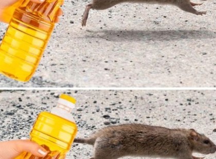 A gazdász apósom titka: Ezzel az olajjal örökre eltűnnek az egerek a házból!