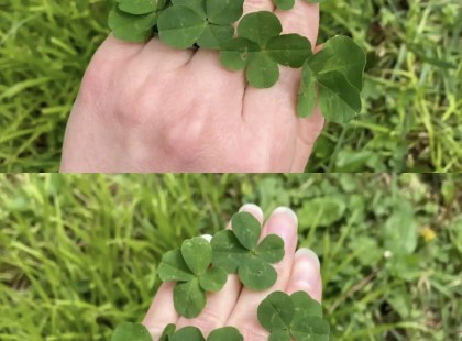 Októberi szerencse horoszkóp: 6 csillagjegy, aki megtalálja a négylevelű lóherét október elején