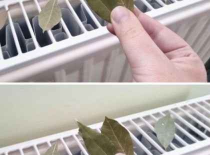 Ezt próbáld ki! Ezért rakj babérlevelet a radiátorra! Nekem megváltoztatta az életem! Az első hozzászólásban elmagyarázom