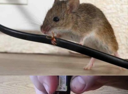 Ezzel a filléres trükkel az összes egér eltűnik a portádról! A vadász barátom árulta el a titkot!