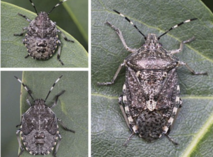 Itt a poloskainvázió: 14 olcsó, házi trükk a poloskák ellen