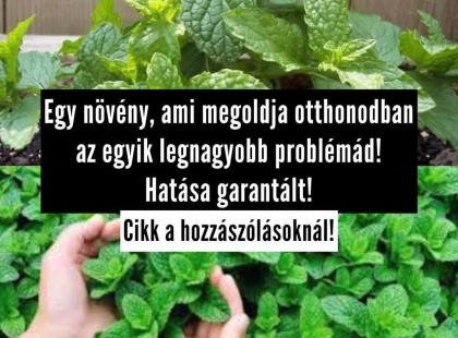 Ez az a két növény, ami megoldja a lakásodban az egyik legnagyobb problémád