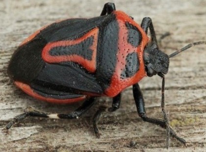 ?❗Figyelem! Új rovar jelent meg Magyarországon és veszélyesebb, mint gondolnád!