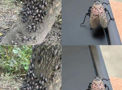 Ha valaha meglátod ezt a rovart, azonnal szabadulj meg tőle!