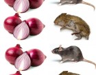 Mondj búcsút a patkányoknak és egereknek mindössze 1 perc alatt ezzel a természetes fokhagyma-alapú módszerrel!