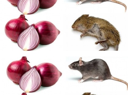 Mondj búcsút a patkányoknak és egereknek mindössze 1 perc alatt ezzel a természetes fokhagyma-alapú módszerrel!