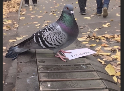 Minden szombaton etettem a galambokat, amíg az egyik levélet nem hozott, amelyben ez állt: 'Kövess engem!'
