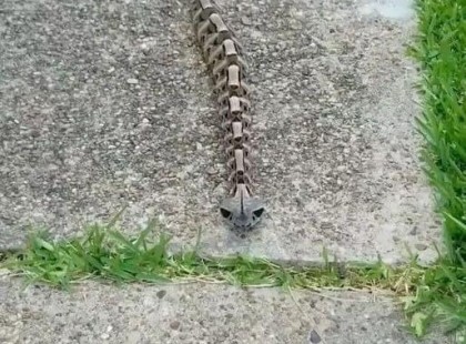 Sétáltam hazafelé és majdnem felvettem megnézni! ? Először csak egy játéknak hittem! Valójában a természet egyik legveszélyesebb kígyójáról van szó! ? Nézd meg,csináltam videót! ?