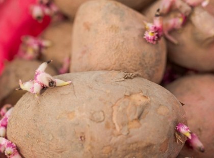 A burgonya nem fog kicsírázni, és tovább friss marad: A titok egyetlen hozzávalóban rejlik!