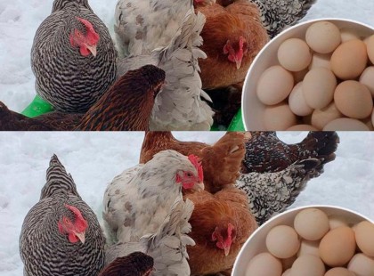 A tyúkok egész télen tojni fognak: íme, mit kell tenni ezért