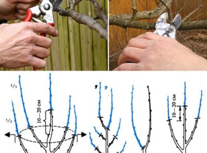 Gyümölcsfák metszése ???? tavasszal: hogyan végezzük helyesen, és mikor van a legmegfelelőbb időpont ✂️? Minden részlet a kommentekben???