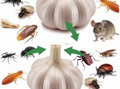 A fokhagyma ereje: Természetes és környezetbarát megoldás a kártevők ellen