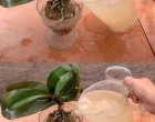 Több hónapig roskadozik a virágoktól az orchidea, ha így öntözöd: 2 egyszerű tipp