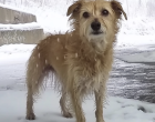 😢❄️ 75 évesen találtam rá egy remegő kiskutyára a hóban megkötözve – amit ezután tettem, örökre megváltoztatta az életem! 🐾❤️
Egy átlagos téli reggelnek indult. A Duna partján sétáltam, ahogy szoktam, amikor halk nyüszítés ütötte meg a fülemet. A híd alá nézve a szívem majdnem megszakadt: egy aprócska kutya remegett a hóban, vékony kötéllel a híd rozsdás oszlopához kötözve. A hideg hó lepte el a testét, a szemeiben félelem és remény keveredett.
Ki képes ilyesmire? Hogyan lehet valakit ennyire kegyetlen? 😔
Leoldottam a kötelet, a kabátomba bugyoláltam a reszkető kis testet, és csak ennyit suttogtam:
➡️ „Gyere haza velem, kicsim, most már biztonságban vagy.”
Nem gondoltam volna, hogy ez a pillanat – a találkozásom Buksival – nemcsak az ő életét menti meg, hanem az enyémet is örökre megváltoztatja… 💔🐶
Kíváncsi vagy, hogyan lett a magányos öregemberből és a megtört kiskutyából elválaszthatatlan barátok párosa? ❤️👇
Olvasd el a szívmelengető történetet, és készülj fel, mert könnyeket fogsz hullatni! 🐾✨😳⬇️A teljes történet a kommentek között található. ⬇️