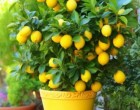 Edd te is a saját citromod: így nevelhetsz citromfát magból – Megosztom a módszert, mert nekem bevált! 🍋🌿