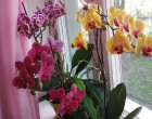 Le kell-e vágni az orchidea szárát, miután elvirágzott? Nagyon sokan elkövetik ezt a gyakori hibát!