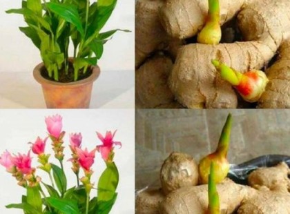 Vettem a TESCO-ban gyömbérgyökeret és elültettem: ilyen gyorsan növő és gyönyörű növényt még nem láttam! Elárulom a trükköt!