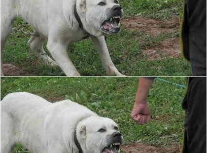 Mit tegyünk, ha egy agresszív kutyával találkozunk? 8 alapvető szabály, amit érdemes követni! ?⚠️