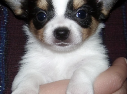 Egy elhagyott kiskutya lett az angyal, akire egy gyászoló idős férfi imádkozott