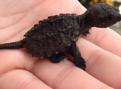 Egy fiatal lány gyíkot talált az erdőben – az állatorvos reakciója mindent megváltoztatott