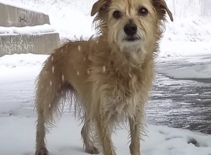 ?❄️ 75 évesen találtam rá egy remegő kiskutyára a hóban megkötözve – amit ezután tettem, örökre megváltoztatta az életem! ?❤️
Egy átlagos téli reggelnek indult. A Duna partján sétáltam, ahogy szoktam, amikor halk nyüszítés ütötte meg a fülemet. A híd alá nézve a szívem majdnem megszakadt: egy aprócska kutya remegett a hóban, vékony kötéllel a híd rozsdás oszlopához kötözve. A hideg hó lepte el a testét, a szemeiben félelem és remény keveredett.
Ki képes ilyesmire? Hogyan lehet valakit ennyire kegyetlen? ?
Leoldottam a kötelet, a kabátomba bugyoláltam a reszkető kis testet, és csak ennyit suttogtam:
➡️ „Gyere haza velem, kicsim, most már biztonságban vagy.”
Nem gondoltam volna, hogy ez a pillanat – a találkozásom Buksival – nemcsak az ő életét menti meg, hanem az enyémet is örökre megváltoztatja… ??
Kíváncsi vagy, hogyan lett a magányos öregemberből és a megtört kiskutyából elválaszthatatlan barátok párosa? ❤️?
Olvasd el a szívmelengető történetet, és készülj fel, mert könnyeket fogsz hullatni! ?✨?⬇️A teljes történet a kommentek között található. ⬇️