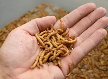 NAGYON MEGLEPŐ összetevő kerül februártól a kenyér, sajt, tészta és más feldolgozott termékekbe. Ezekre jó ha figyelsz, amikor vásárolni mész... ?