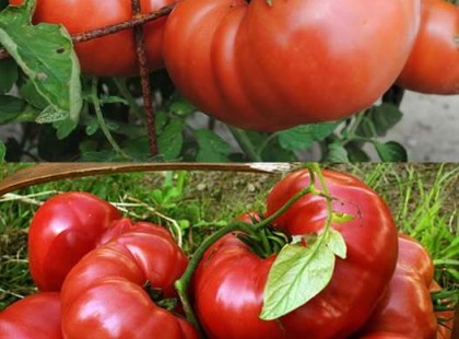 Mutatjuk mit érdemes a paradicsom mellé ültetni, hogy finomabb íze legyen?