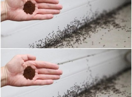 Soha nem fogsz hangyát látni a házadban, miután ezt a házi készítésű hangyairtót használod!