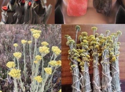 A legtöbb embernek fogalma sincs arról, milyen fontos ez a növény, pedig csodálatos hatása van a szervezetre