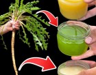 Gyermekláncfű: Ezért ne húzd ki többé a kertből! – 30 lenyűgöző egészségügyi hatás