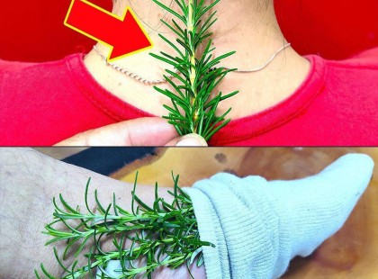 Ne pazarolj el több pénzt a gyógyszertárban! A rozmaring megoldja ezeket a gyakori problémákat...