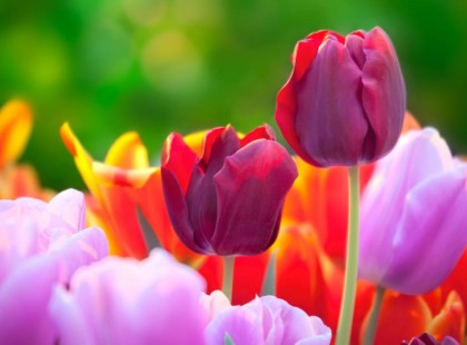 Itt a nagy tavaszi horoszkóp: olyan hónapok jönnek, melyek minden csillagjegy életét mágvoltoztatják!