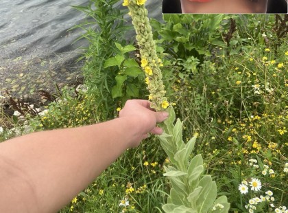 Ha látod ezt a növényt, jó ha tudsz róla, hogy épp aranyat készülsz ott hagyni. A legtöbb embernek fogalma sincs mi ez..