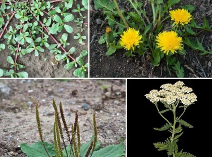 Rejtett kincsek a kertedben: 4 „gyom”, amely valójában értékes gyógynövény