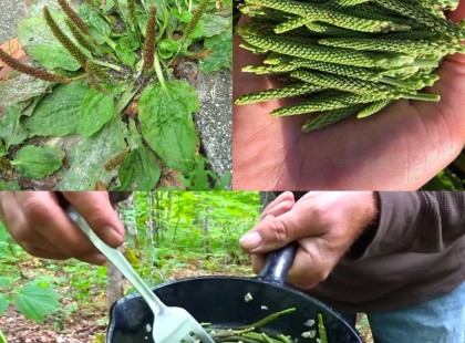 Soha ne lépj rá erre a fűre a kertedben mivel, hogy 