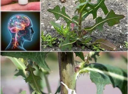 Ismerős?Ha látod ezt a növényt, jó ha tudsz róla, hogy épp aranyat készülsz ott hagyni. A legtöbb embernek fogalma sincs mi ez..