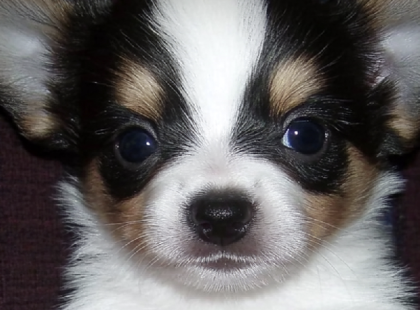 A hűség csodája: Az idős férfi elveszett kutyája után kutatott – a remény végül meghozta a csodát