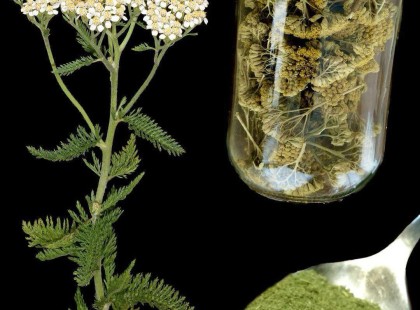 A képen látható növény a világ egyik legcsodálatosabb növénye...A cickafark 20 felhasználási módja.. nem tudtam, hogy ennyi mindenre jó ez a csodanövény...