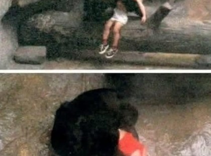 Egy fiú beleesett egy gorilla ketrecébe – de erre a reakcióra senki sem számított