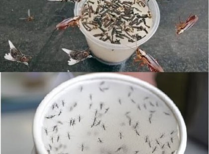 Csak helyezd el a konyhában, és minden légy, szúnyog és egyéb rovar eltűnik?? Hozzávalók: 1/2 csésze ecet 1/2 csésze olívaolaj (vagy más növényi olaj) 1/2 csésze sampon Ne felejts el valamit kifejezni, hogy továbbra is megkapd a receptjeimet... Köszönöm! A recept a (k.o.m.m.e.n.t) részben található.