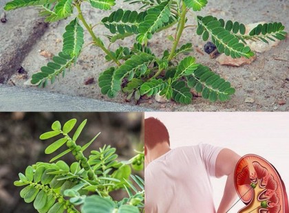 Ez a növény távol tartja az orvost, hihetetlen ereje van.. A vesekövek ellensége, és a legtöbben csak átlépünk rajta, pedig ...