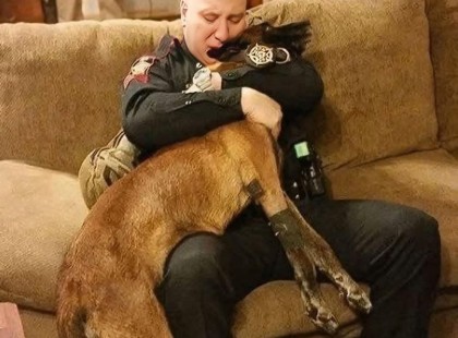 ELBÚCSÚZTAM A K-9-ES TÁRSAMTÓL
Sosem sírtam. Nem, amikor szolgálat közben golyót kaptam. Nem, amikor a házasságom szétesett, mert mindig a munka volt az első. Még akkor sem, amikor az öregem meghalt. De ma este, a Kanapémon ülve, Rex fejével az ölemben, nem tudtam megállítani a könnyeket.
A légzése lassú volt, egyenetlen. Az állatorvos azt mondta, Itt az ideje—a teste feladja, és itt tartani önző lenne. De hogy a fenébe kellett volna elengednem a valaha volt legjobb társamat?
Rex nem csak egy kutya volt. Többször mentette meg az életemet, mint amennyit meg tudtam számolni. Kétszer akkora gyanúsítottakat szedett le, drogokat szimatolt, eltűnt gyerekeket talált—a fenébe is, bátrabb volt, mint a tisztek fele, akikkel együtt dolgoztam. És most itt volt, összegömbölyödött ellenem, az egykor erős váz vékony és gyenge, a szeme fáradt, de bizakodó.
