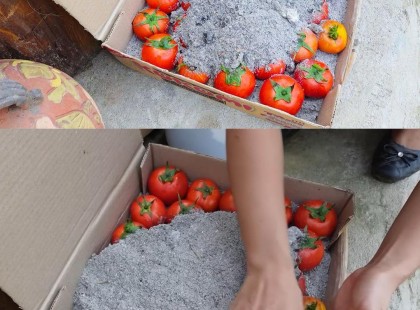 A legtöbb ember nem tudja, hogy egy természetes és ősi módszerrel hónapokig frissen tarthatja a paradicsomot…