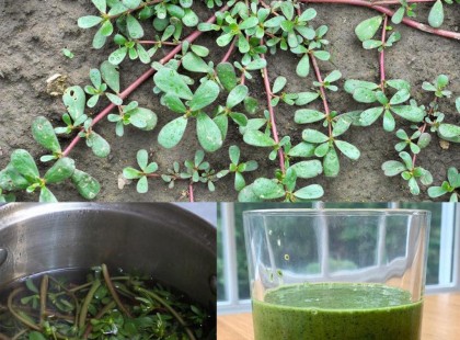 Mindenhol terem, legtöbben gyomnak nevezik, de ez a növény igazi kincs...