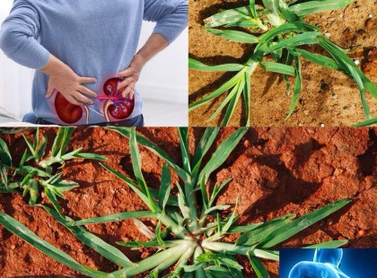 Az a növény, amelyet a képen látsz, a világ egyik legcsodálatosabb növénye...