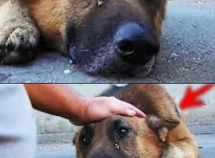 A fiú csak megsimogatta a kutyát a fején… NÉZZÉTEK, hogyan reagált az állat! ??? ? VIDEÓ az első kommentben a poszt alatt! ???