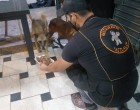 A vendéglős ingyen ételt adott egy kóbor kutyának, de ami hetekkel ezután történt, az valami elképesztő